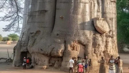 Güney Afrika’daki 2000 Yıllık “Hayat Ağacı” Baobab, Kıtanın Simgesi