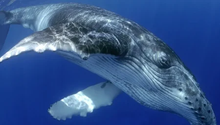 Balinalar Uyurken Beyinlerinin Yarısı Uyanık Kalıyor! Hayatta Kalma Mekanizması